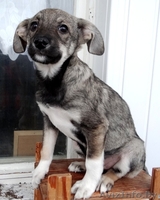 Забавные щеночки в дар! - Изображение #4, Объявление #800015