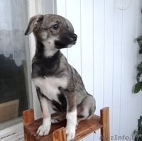 Забавные щеночки в дар! - Изображение #5, Объявление #800015