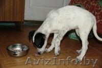 Щенок Домино в дар , в добрые руки! - Изображение #2, Объявление #815892