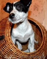 Щенок Домино в дар , в добрые руки! - Изображение #1, Объявление #815892