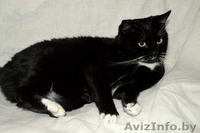 Кошечка МАРТА с отмороженым ушком ищет любимого хозяина! В дар ! - Изображение #2, Объявление #524649