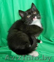 Самый лучший котенок хочет домой!  - Изображение #2, Объявление #810491