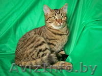 Тимоша – котенок-лесовичек в дар! - Изображение #1, Объявление #775227