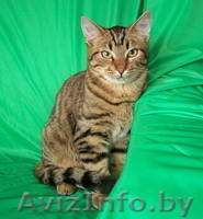 Тимоша – котенок-лесовичек в дар! - Изображение #2, Объявление #775227