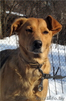 Лиза ищет хозяина! - Изображение #3, Объявление #819023