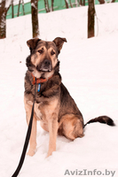 Полкан – великолепный пёс в добрые руки!  - Изображение #1, Объявление #821747