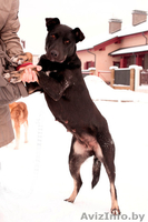 Замечательная собака Багира ищет хозяина!  - Изображение #1, Объявление #821748