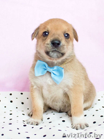 Маленькие звездочки ищут хозяев!  - Изображение #1, Объявление #829894