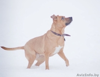 Собака в дар. Умница большая. - Изображение #1, Объявление #829992