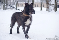 годовалая собачка-инвалидик ищет хозяев!!! - Изображение #2, Объявление #816121