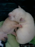 щенки  от небольшой собачки в дар - Изображение #3, Объявление #816077