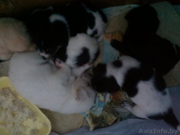 отдам щенков небольшой собачки - Изображение #4, Объявление #825750