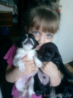 отдам щенков небольшой собачки - Изображение #3, Объявление #825750