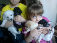 отдам щенков небольшой собачки - Изображение #2, Объявление #825750