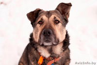 Полкан – великолепный пёс в добрые руки!  - Изображение #2, Объявление #821747