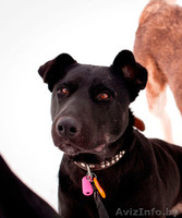 Замечательная собака Багира ищет хозяина!  - Изображение #3, Объявление #821748