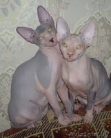 котята канадский сфинкс Минск - Изображение #2, Объявление #829793