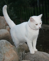 Кошка. Принцесса! - Изображение #2, Объявление #829996