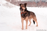 Полкан – великолепный пёс в добрые руки!  - Изображение #4, Объявление #821747