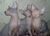 котята канадский сфинкс Минск - Изображение #3, Объявление #829793