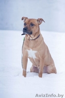 Собака в дар. Умница большая. - Изображение #3, Объявление #829992