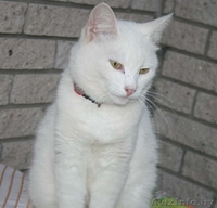 Кошка. Принцесса! - Изображение #3, Объявление #829996