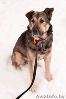 Полкан – великолепный пёс в добрые руки!  - Изображение #3, Объявление #821747