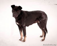 Замечательная собака Багира ищет хозяина!  - Изображение #2, Объявление #821748