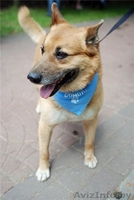 Кунак. Взрослый пес, 6 лет. 50-55 см в холке. В дар.  - Изображение #1, Объявление #816728