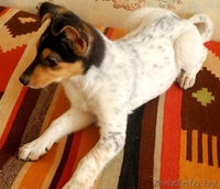 Щенки-красавчики в дар! - Изображение #3, Объявление #809072