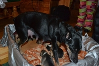 Щенки от небольшой собачки в дар! - Изображение #4, Объявление #827567