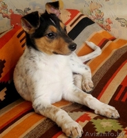 Щенки-красавчики в дар! - Изображение #2, Объявление #809072