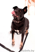 Замечательная собака Багира ищет хозяина!  - Изображение #4, Объявление #821748