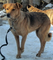 Лиза ищет хозяина! - Изображение #1, Объявление #819023