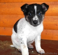 Щенки-красавчики в дар! - Изображение #5, Объявление #809072