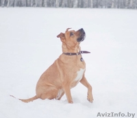 Собака в дар. Умница большая. - Изображение #6, Объявление #829992