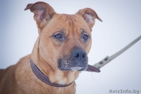 Собака в дар. Умница большая. - Изображение #7, Объявление #829992