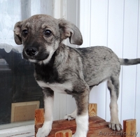 Забавные щеночки в дар! - Изображение #3, Объявление #800015