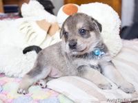 Маленькие звездочки ищут хозяев!  - Изображение #5, Объявление #829894