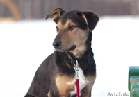 Грациозный и статный щенок в дар! - Изображение #1, Объявление #816119