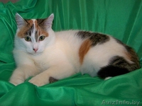 Алиска ищет дом! - Изображение #2, Объявление #830029