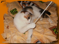 Алиска ищет дом! - Изображение #3, Объявление #830029