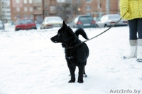 милый щенок Нора в дар - Изображение #2, Объявление #830446