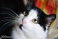 Прекрасный кот Гудини в дар! - Изображение #1, Объявление #825818