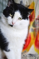 Прекрасный кот Гудини в дар! - Изображение #2, Объявление #825818