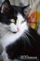 Прекрасный кот Гудини в дар! - Изображение #3, Объявление #825818