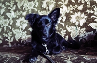 милый щенок Нора в дар - Изображение #1, Объявление #830446