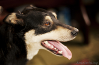 чудо-собака в дар - Изображение #2, Объявление #830444