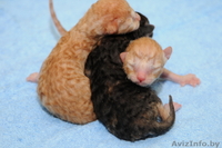 Уральский Рекс - кудрявые кошки - Изображение #1, Объявление #826091