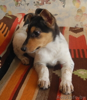 Красивые щеночки ищут свой добрый Дом. - Изображение #1, Объявление #831407